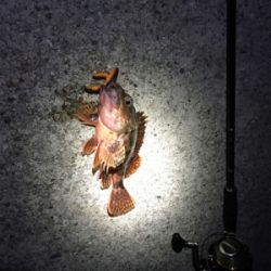 根ざかな狙いで