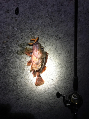 根ざかな狙いで