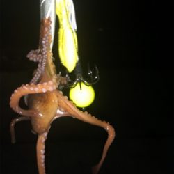 オクトパッシング