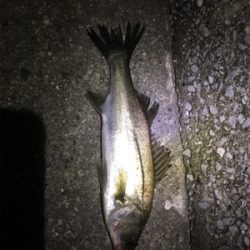 アジングからの