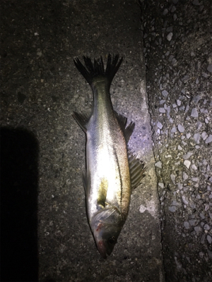 アジングからの