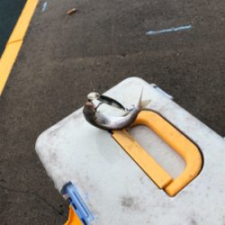 早朝ルアーで、9時から餌、カマス