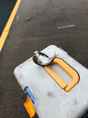 早朝ルアーで、9時から餌、カマス