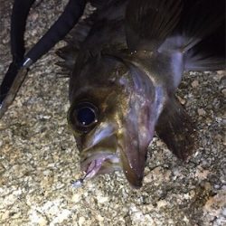 梅雨メバル狙い