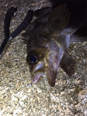 梅雨メバル狙い