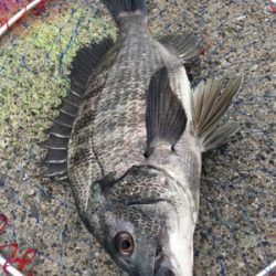 雨が降る前にエビ撒き