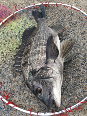 雨が降る前にエビ撒き