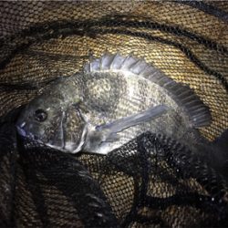 淀川ブリームゲーム キビレはどこへ？