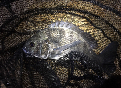 淀川ブリームゲーム キビレはどこへ？