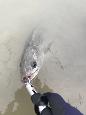 雨後増水ウェーディング