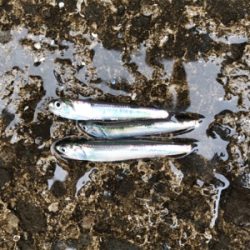 青物はお留守？