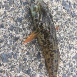 同じやつばっかり