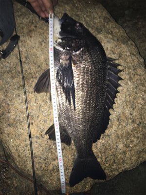 チヌ祭り‼️ 年無しゲット❗️