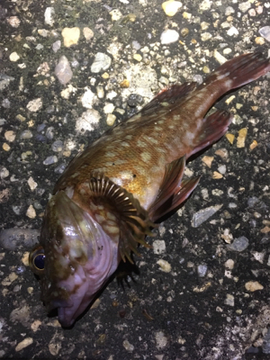 ラストメバリング