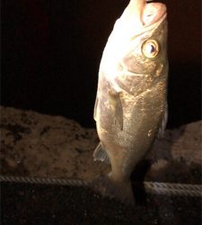 まだまだバチ抜け