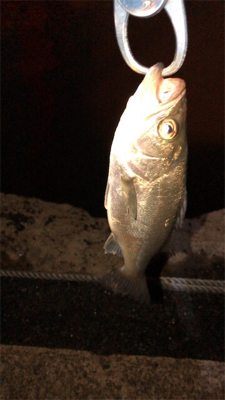 まだまだバチ抜け