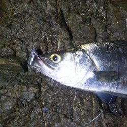 地磯でヒラスズキ