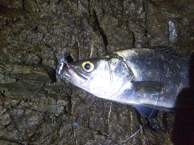 地磯でヒラスズキ