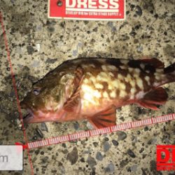 イワシの群れ？