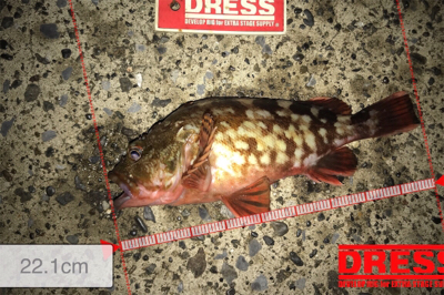 イワシの群れ？