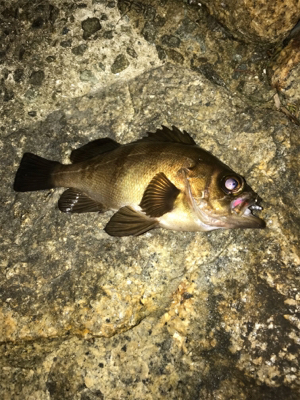 雨の前にメバリング