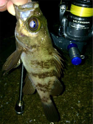 アジング成立も