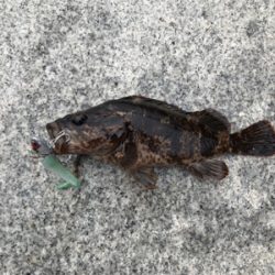 根魚モード（笑）