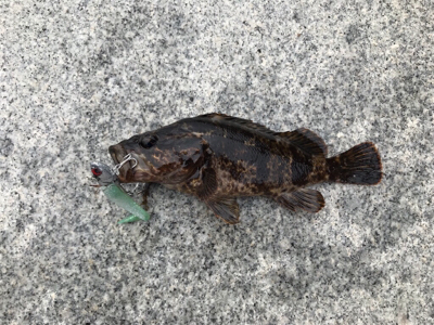 根魚モード（笑）