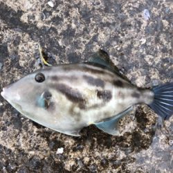 五目達成!!…ショアジグ釣果未達成(T . T)