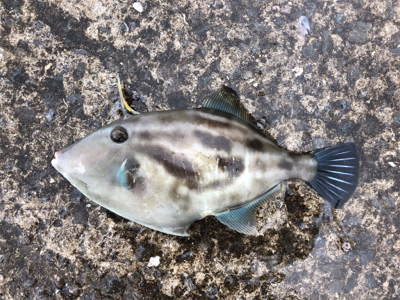 五目達成!!…ショアジグ釣果未達成(T . T)