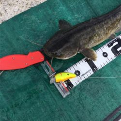 濁り川でデイナマ