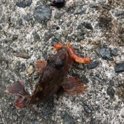 またまたガシラ