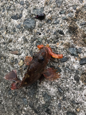 またまたガシラ