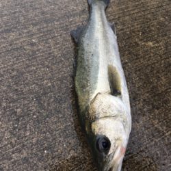 イワシの群れ発見