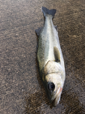 イワシの群れ発見