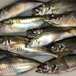 時合いを待って、中アジ大量♪