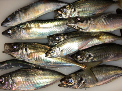 時合いを待って、中アジ大量♪