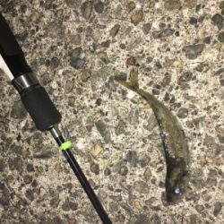 ナイトアジング