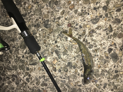 ナイトアジング