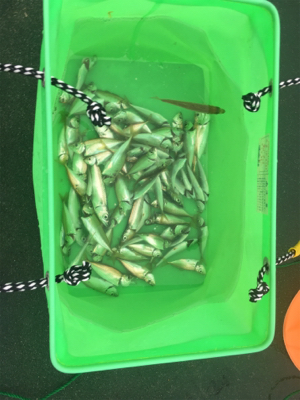 サビキで豆アジ