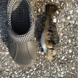 やっぱり楽しい釣り‼️