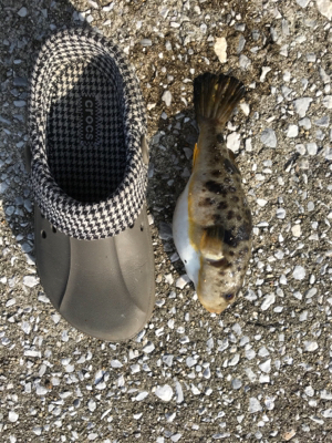 やっぱり楽しい釣り‼️