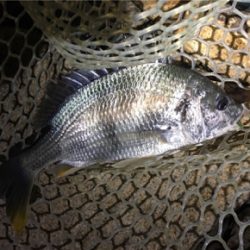 淀川ブリームゲーム ボラの大群が一斉にジャンプ？