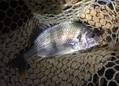 淀川ブリームゲーム ボラの大群が一斉にジャンプ？