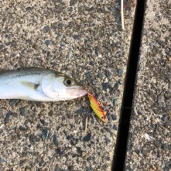 シーバス狙いに短時間勝負してきました