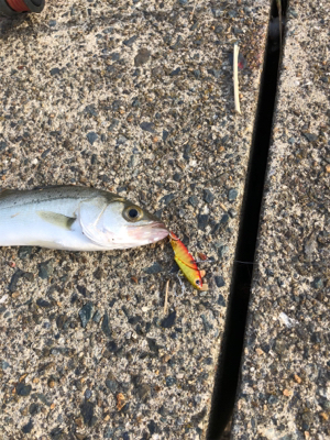 シーバス狙いに短時間勝負してきました