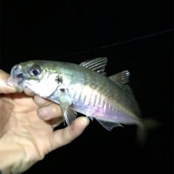 もちょい、長さ欲しいアジング