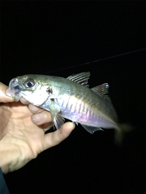 もちょい、長さ欲しいアジング