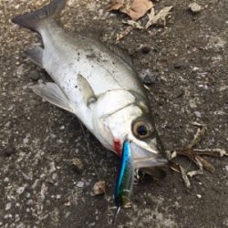 ライザーベイト最高！