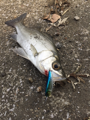 ライザーベイト最高！